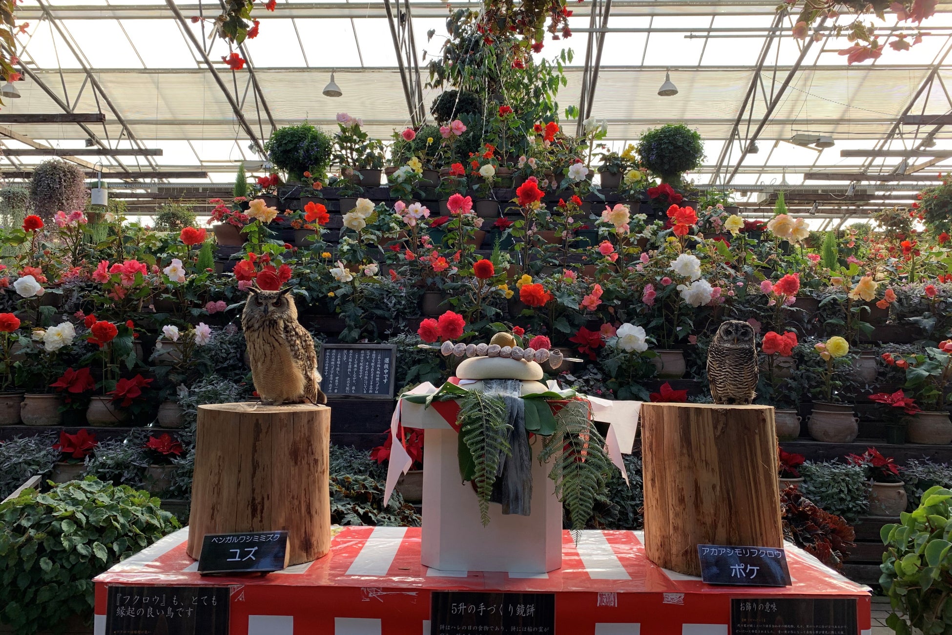 富士花鳥園、2025年1月14日から休園、年始は開園