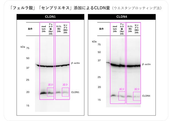 新日本製薬、フェルラ酸とセンブリエキスによる皮膚透過促進効果を確認、スキンケア商品開発へ