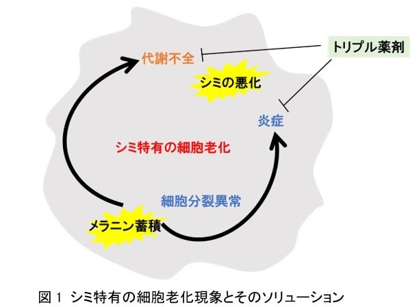 資生堂がFLIMを用いたシミ研究で新手法と薬剤を開発、IFSCC最優秀賞受賞