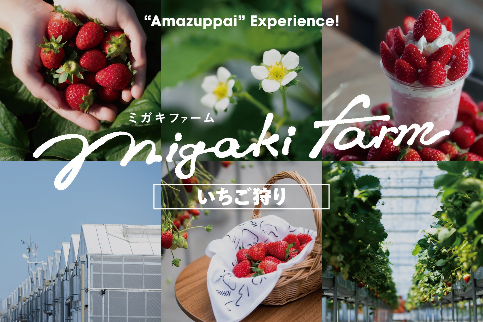 ICHIGO WORLDがMIGAKI FARMにリニューアル、いちご狩り体験施設が地域交流拠点へ進化