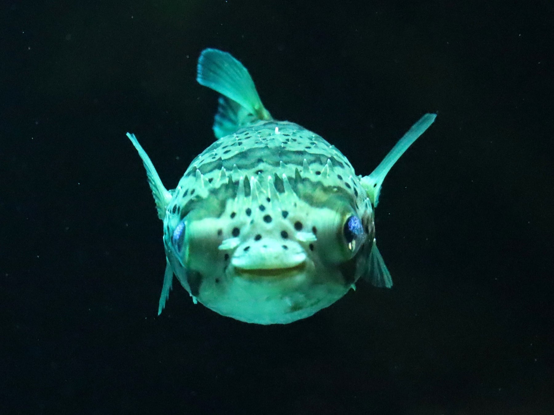 四国水族館がお正月展2025を開催、縁起の良い生き物で新年を祝う